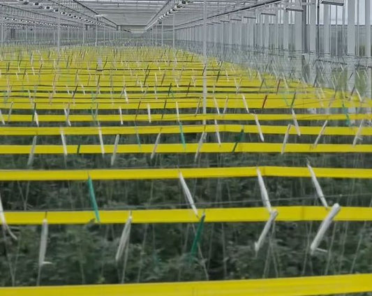 ロールトラップ・イエロー15㎝x100m 12巻